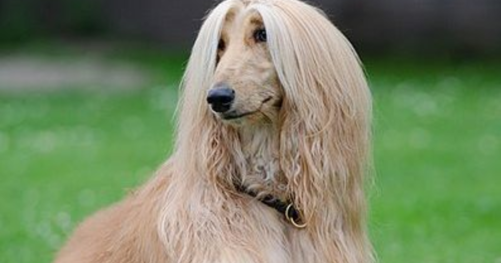 animal with hair