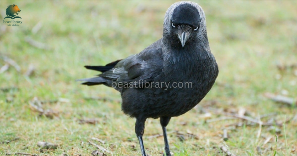Smartest birds in The World- jackdaw