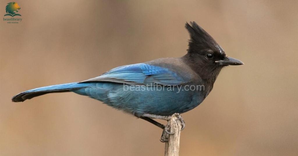 Smartest birds in The World- jays