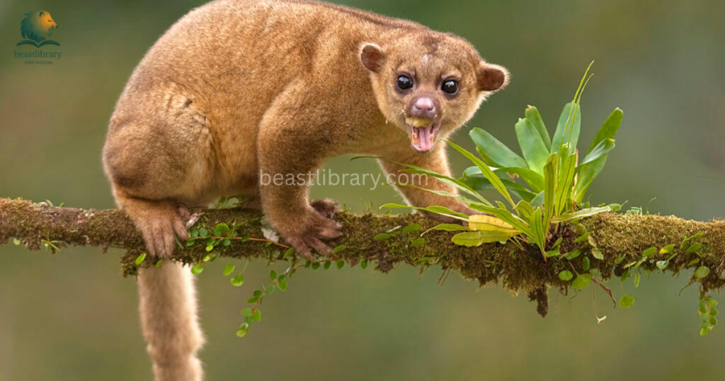 Animals With Prehensile Tails