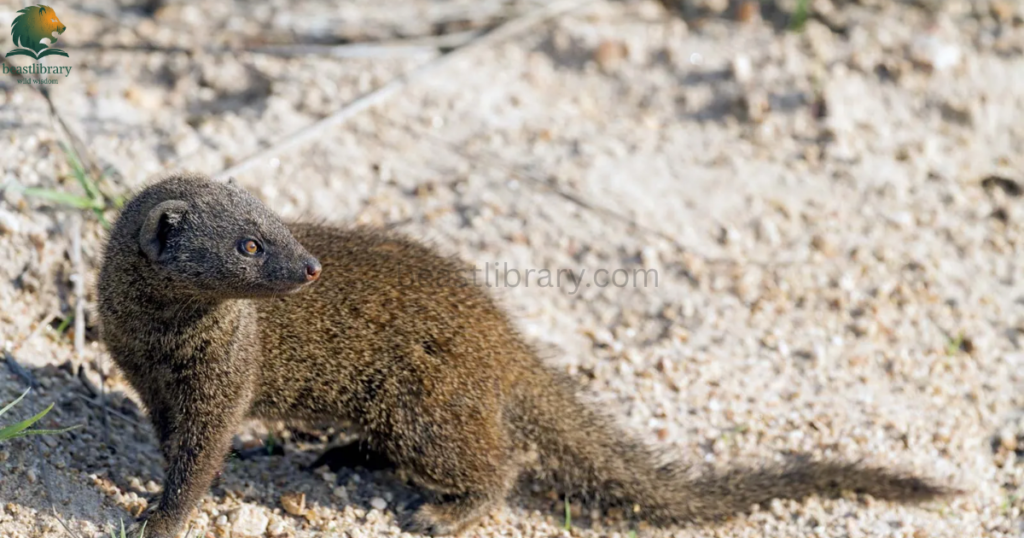 Animals That Look Like Otters- mongooses