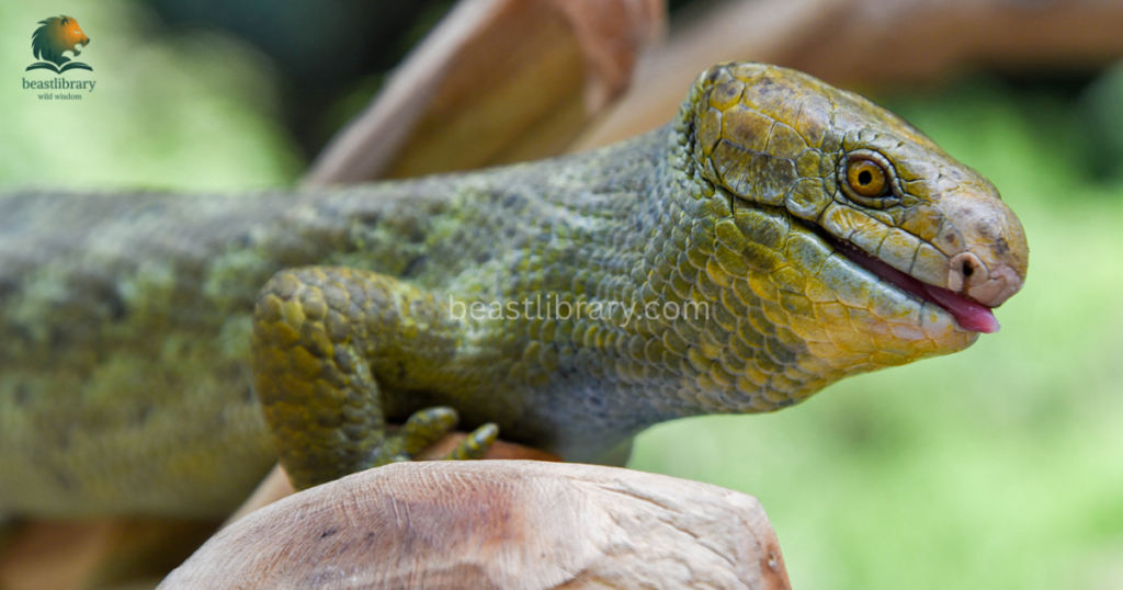 Animals with strong prehensile tails