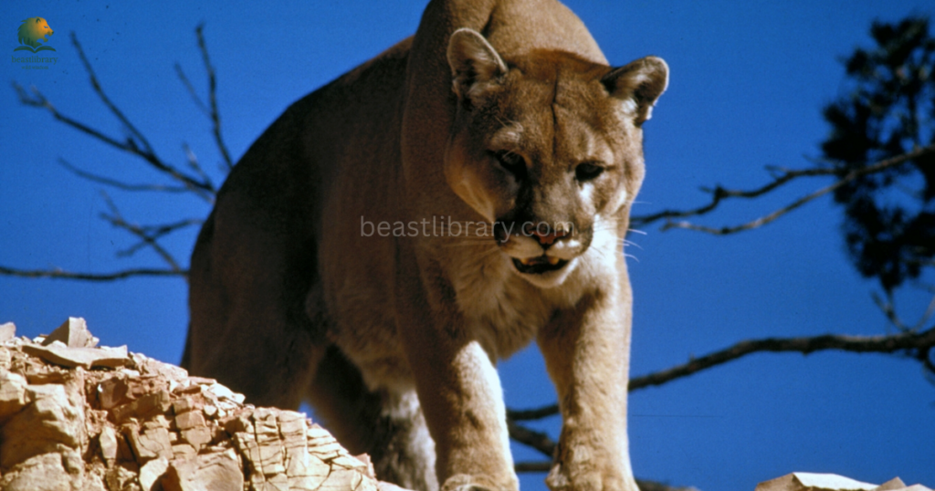 Animals That Can See in The Dark- mountain lions