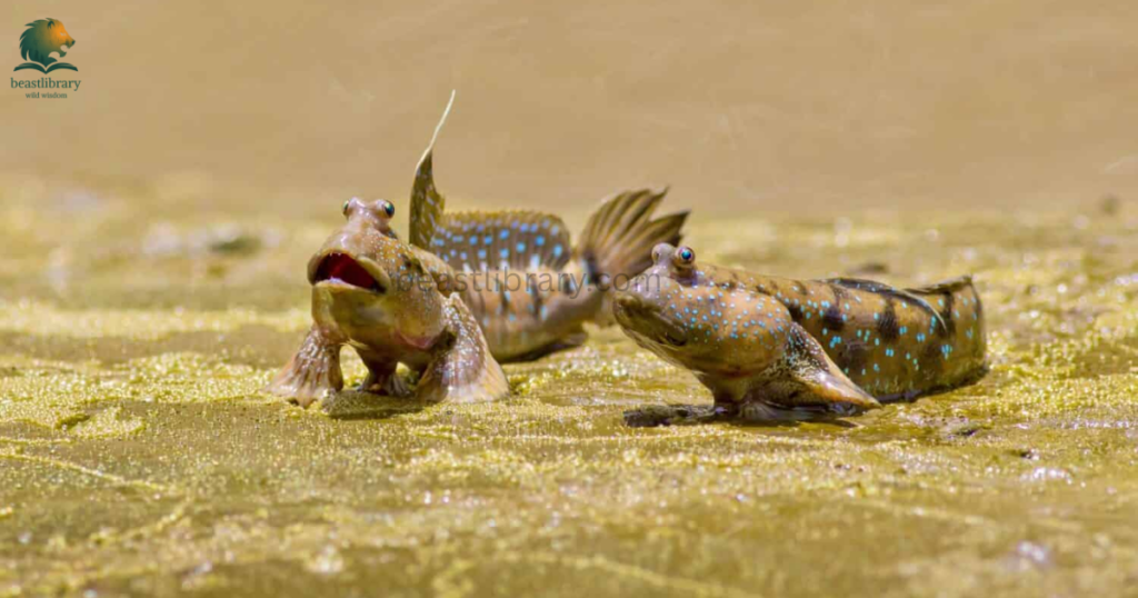Animals That Live in Mud- mudskippers
