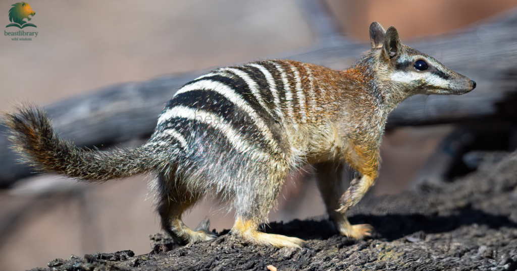 Animals With Pouches- numbat
