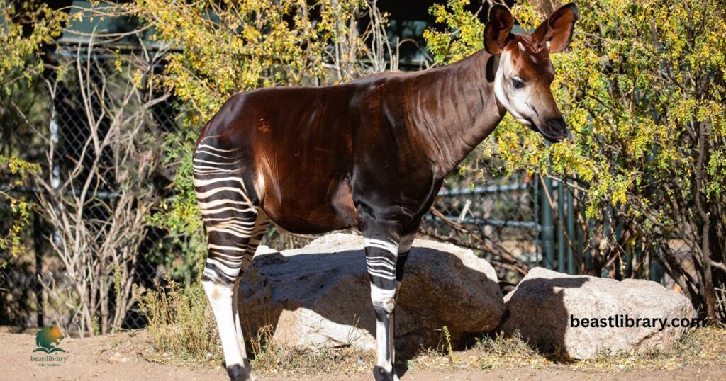 Okapi