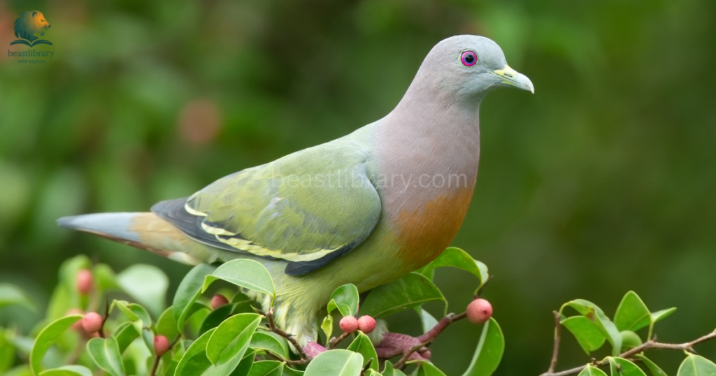 Animals That are Humble- pigeon