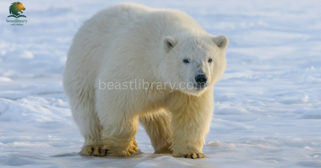 Animals With The Strongest Bite- polar bear