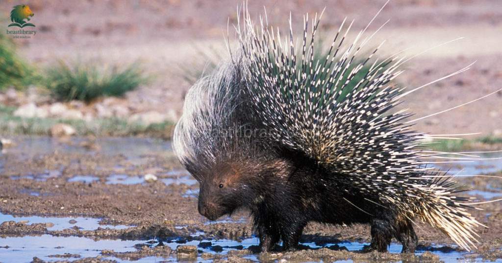 Mammals That Cannot Jump- porcupine