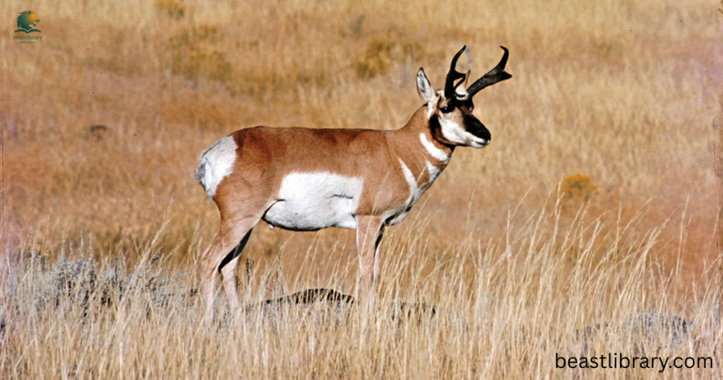 Pronghorn-Animals That Live in Grassland