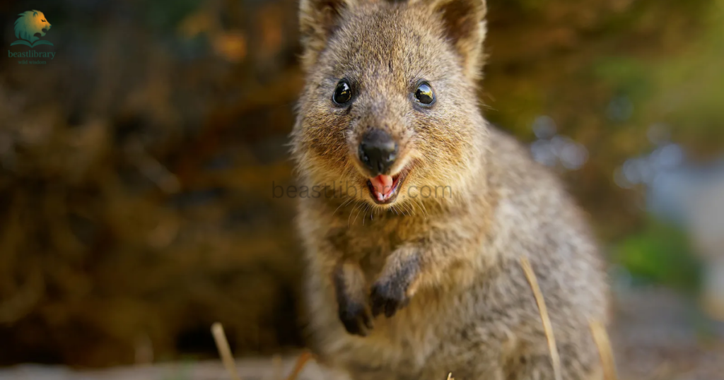 Animals With Pouches- quokkas