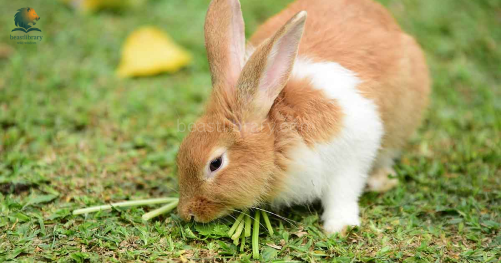 Animals That are Humble- rabbit