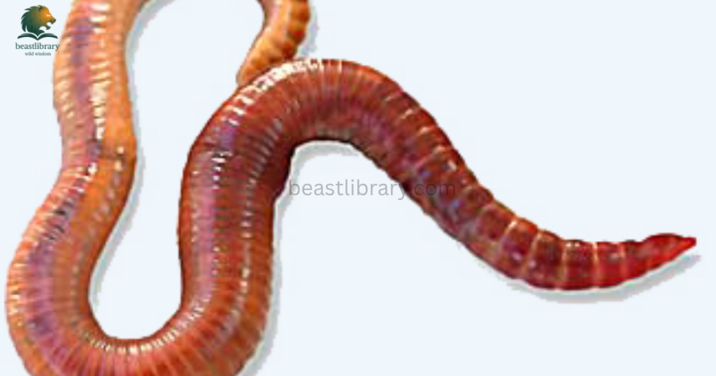 Animals That Live in Mud- redmud worm