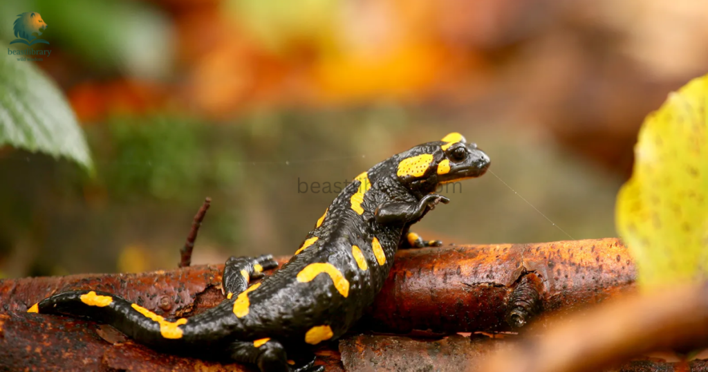 Animals That Live in Mud- salamander