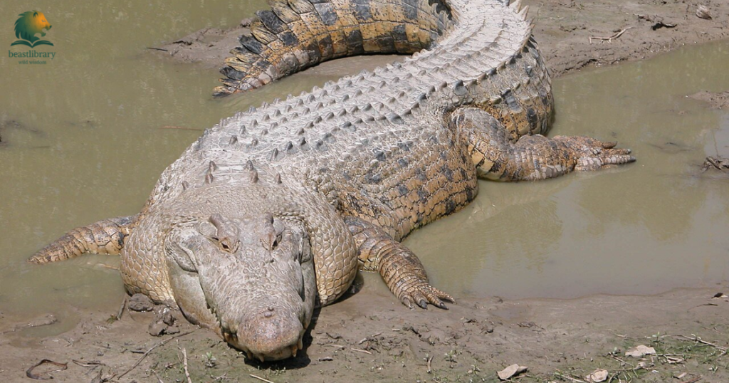 Animals With The Strongest Bite- saltwater crocodile