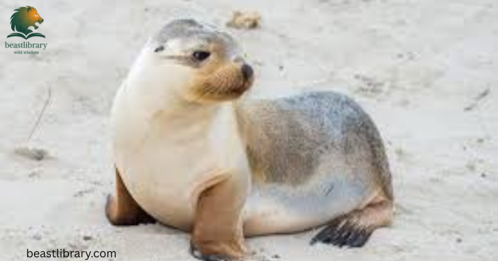 seal are in flexible animal 