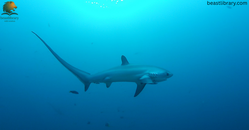 shark