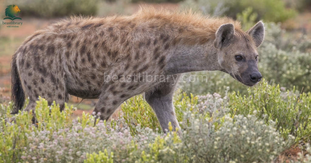 Animals With The Strongest Bite- spotted hyena