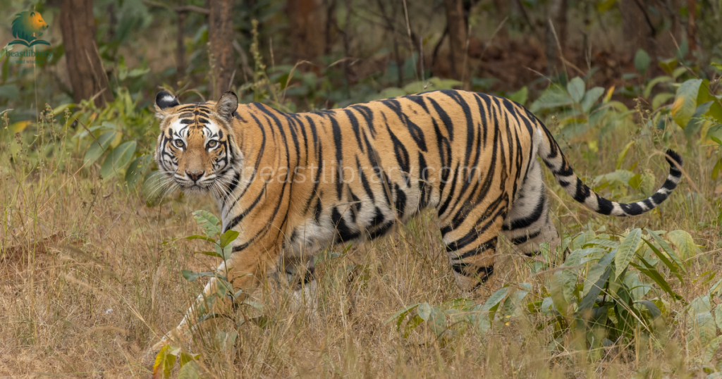 Animals With The Strongest Bite- tiger
