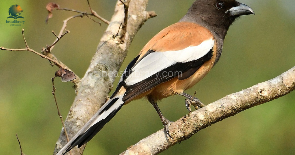 Smartest birds in The World- treepies