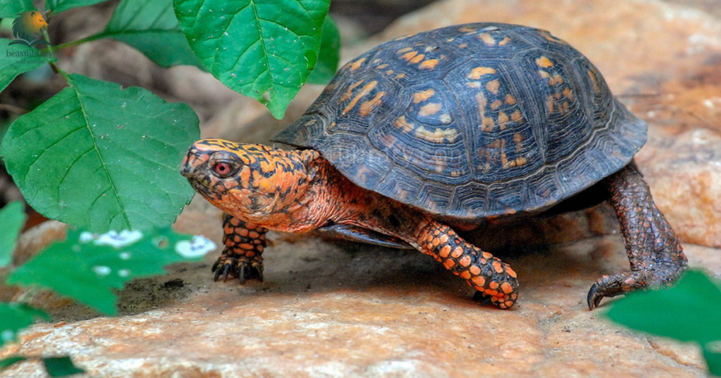 Animals That are Humble- turtle
