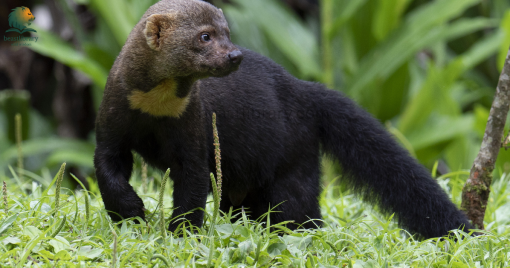 Animals That Look Like Otters- tayras