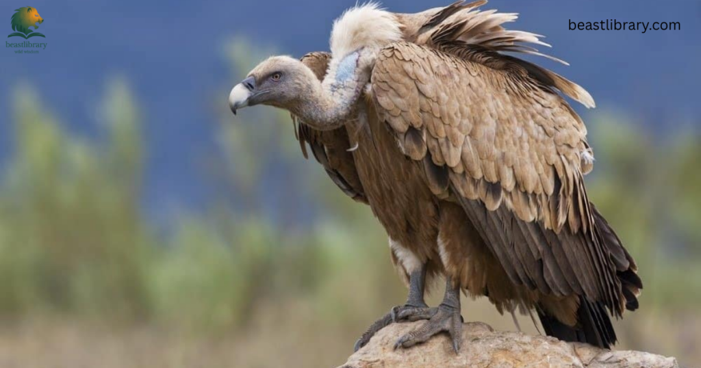 scavengers animal name