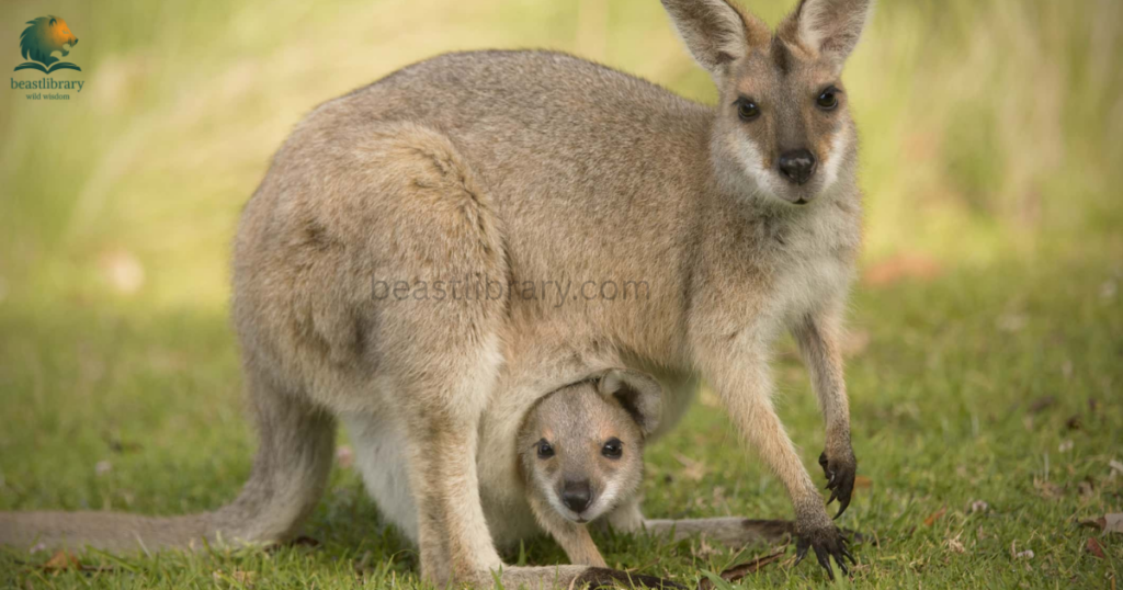 Animals With Pouches- wallaby