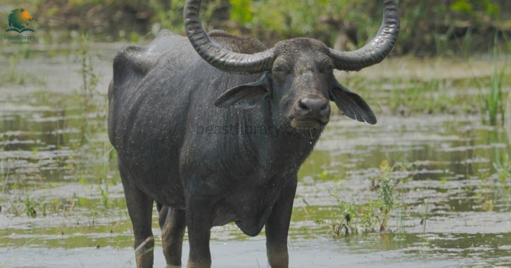 Animals That Live in Mud- water buffalo