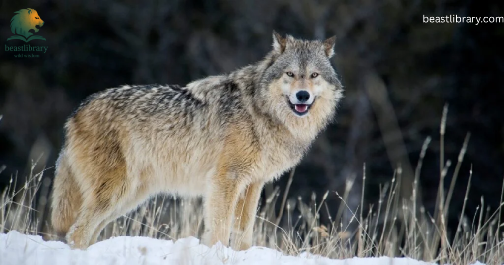 wolves are scavenger