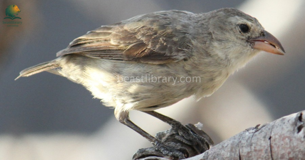 Smartest birds in The World- woodpecker finch