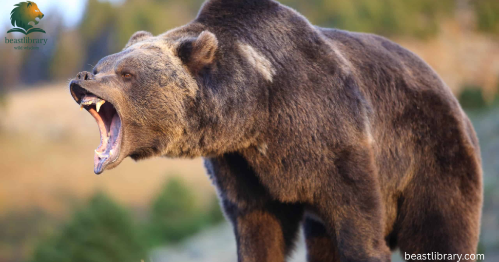 bears are example of scavenger animals